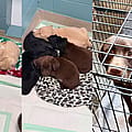 26 dogs arrive at the Humane Society of Seneca County in one day — and the community steps up