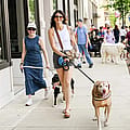Barking Lot Party returns to downtown Tiffin on May 21