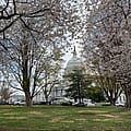 President Taft descendent former Ohio Gov. Bob Taft slams Trump plan to devastate D.C. cherry trees