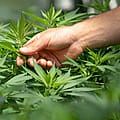 Ohio sheriff to deploy helicopters for illegal marijuana grows with fresh $70,000 grant
