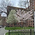 Emergency housing vouchers are ending early, leaving cities and renters scrambling