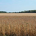 Ohio farmers see one-year, 74% loss in Chinese sales due largely to Trump tariffs, report shows