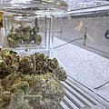 Ohio’s recreational marijuana prices are higher than what Michigan customers pay
