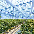 Organizers launch bid to overturn Ohio’s latest marijuana law changes