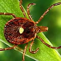 Tick bites are surging in the US this year. Here’s what to know.