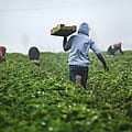 The myth of the job-stealing, welfare-leeching immigrant