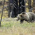 Trump administration says developers, loggers can kill endangered species