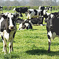 Trump turns to foreign beef as Ohio cattle producers warn of harm to American farmers