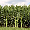 War in Middle East causes further stress on U.S. farmers