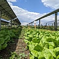 What is stopping development of solar and wind energy in Ohio?