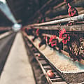 Why a new Seneca County chicken facility could raise local water bills