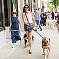 Barking Lot Party returns to downtown Tiffin on May 21
