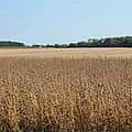 Ohio farmers see one-year, 74% loss in Chinese sales due largely to Trump tariffs, report shows