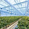 Organizers launch bid to overturn Ohio’s latest marijuana law changes