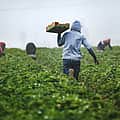 The myth of the job-stealing, welfare-leeching immigrant