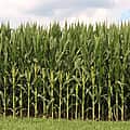 War in Middle East causes further stress on U.S. farmers