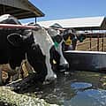 Whole milk back on school lunch menus, under bill on its way to Trump