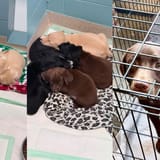 26 dogs arrive at the Humane Society of Seneca County in one day — and the community steps up