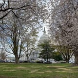President Taft descendent former Ohio Gov. Bob Taft slams Trump plan to devastate D.C. cherry trees