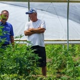 Hemp growers, retailers targeted in section of government shutdown legislation