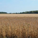 Ohio farmers see one-year, 74% loss in Chinese sales due largely to Trump tariffs, report shows