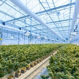 Organizers launch bid to overturn Ohio’s latest marijuana law changes