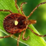 Tick bites are surging in the US this year. Here’s what to know.