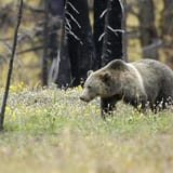 Trump administration says developers, loggers can kill endangered species