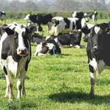 Trump turns to foreign beef as Ohio cattle producers warn of harm to American farmers