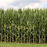 War in Middle East causes further stress on U.S. farmers