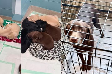26 dogs arrive at the Humane Society of Seneca County in one day — and the community steps up