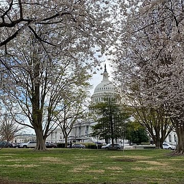 President Taft descendent former Ohio Gov. Bob Taft slams Trump plan to devastate D.C. cherry trees