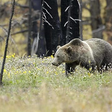 Trump administration says developers, loggers can kill endangered species