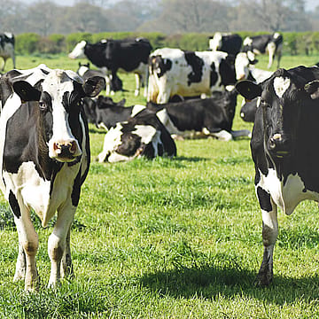 Trump turns to foreign beef as Ohio cattle producers warn of harm to American farmers