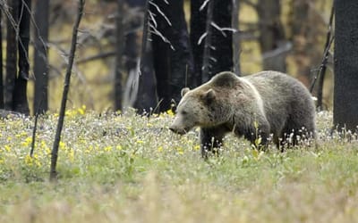 Trump administration says developers, loggers can kill endangered species