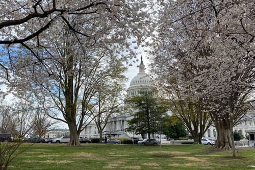 President Taft descendent former Ohio Gov. Bob Taft slams Trump plan to devastate D.C. cherry trees