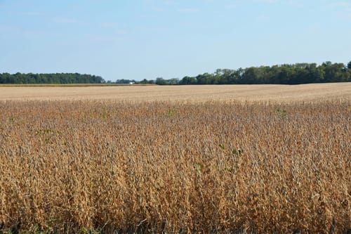 Ohio farmers see one-year, 74% loss in Chinese sales due largely to Trump tariffs, report shows