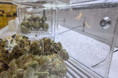 Ohio’s recreational marijuana prices are higher than what Michigan customers pay