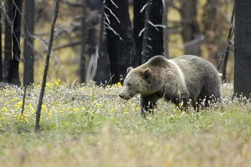 Trump administration says developers, loggers can kill endangered species