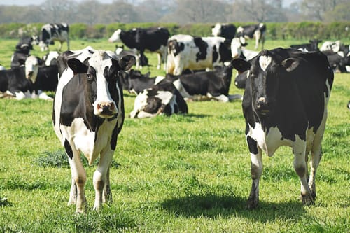 Trump turns to foreign beef as Ohio cattle producers warn of harm to American farmers