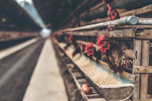 Why a new Seneca County chicken facility could raise local water bills