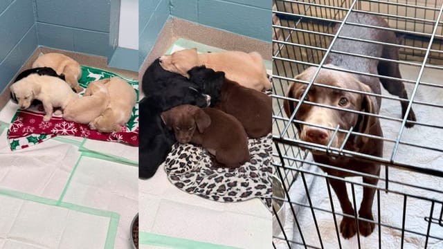 26 dogs arrive at the Humane Society of Seneca County in one day — and the community steps up