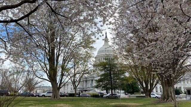 President Taft descendent former Ohio Gov. Bob Taft slams Trump plan to devastate D.C. cherry trees
