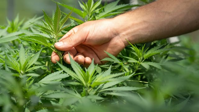 Ohio sheriff to deploy helicopters for illegal marijuana grows with fresh $70,000 grant
