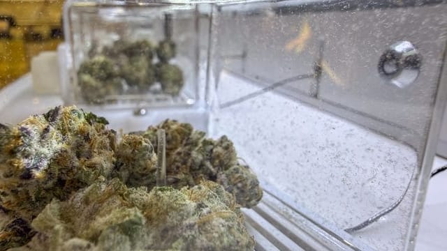 Ohio’s recreational marijuana prices are higher than what Michigan customers pay