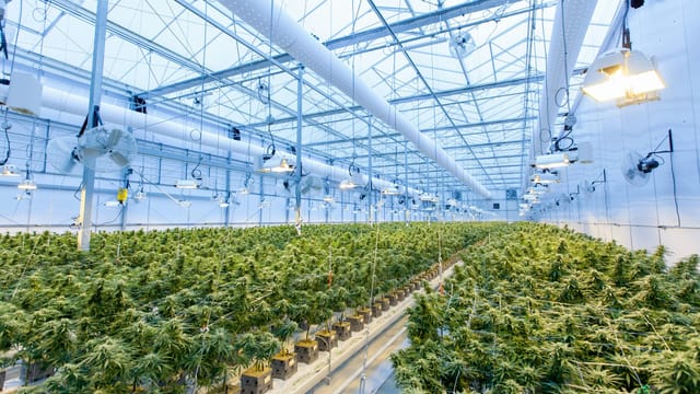 Organizers launch bid to overturn Ohio’s latest marijuana law changes