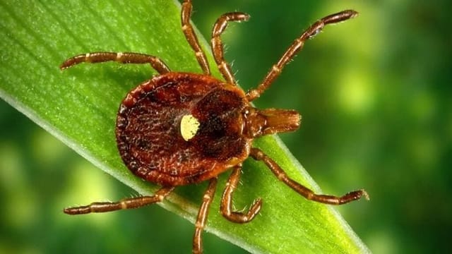 Tick bites are surging in the US this year. Here’s what to know.