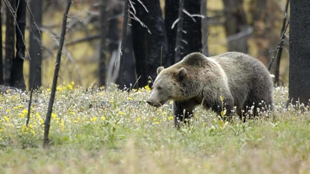 Trump administration says developers, loggers can kill endangered species