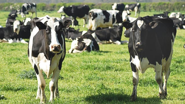 Trump turns to foreign beef as Ohio cattle producers warn of harm to American farmers