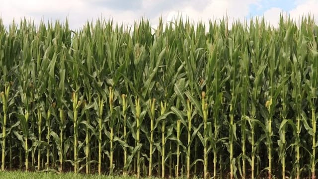 War in Middle East causes further stress on U.S. farmers